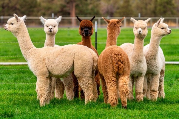 Выбор ткани для пошива пальто на зиму и межсезонье Выбор ткани для пошива пальто на зиму и межсезонье