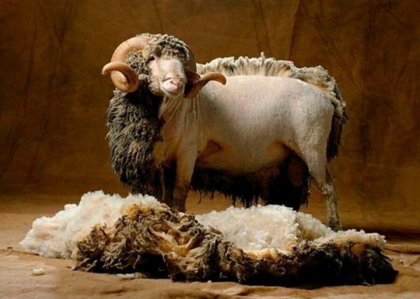 Мериносовая шерсть: свойства в одежде и как выбирать